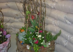 Flora Olomouc
