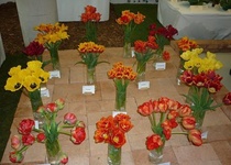 Flora Olomouc