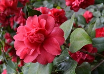 Zájezd do Rájce Jestřebí na výstavu: KAMÉLIE V PORCELÁNU