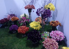 Zájezd „JARNÍ ETAPA VÝSTAVY FLORA OLOMOUC“