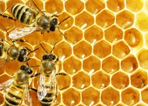 JEDENÁCTÉ ADAMOVSKÉ MEDOBRANÍ