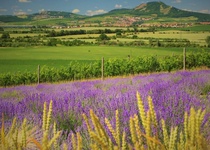 Výlet: LEVANDULOVÁ FARMA