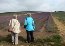 11/07/2018 Výlet: LEVANDULOVÁ FARMA VE STAROVIČKÁCH