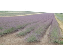 11/07/2018 Výlet: LEVANDULOVÁ FARMA VE STAROVIČKÁCH