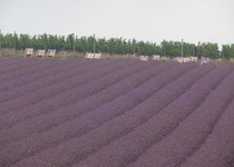 11/07/2018 Výlet: LEVANDULOVÁ FARMA VE STAROVIČKÁCH