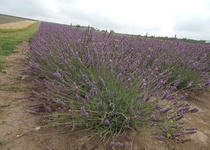 11/07/2018 Výlet: LEVANDULOVÁ FARMA VE STAROVIČKÁCH