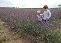 11/07/2018 Výlet: LEVANDULOVÁ FARMA VE STAROVIČKÁCH