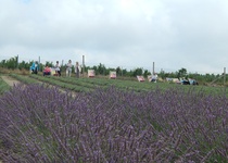 11/07/2018 Výlet: LEVANDULOVÁ FARMA VE STAROVIČKÁCH