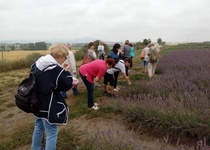 11/07/2018 Výlet: LEVANDULOVÁ FARMA VE STAROVIČKÁCH