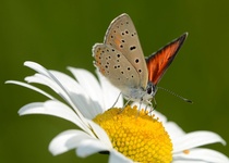 MOTÝLI MORAVSKÉHO KRASU