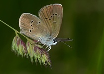 MOTÝLI MORAVSKÉHO KRASU