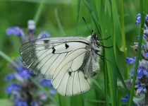 MOTÝLI MORAVSKÉHO KRASU