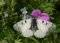 MOTÝLI MORAVSKÉHO KRASU