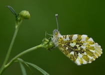 MOTÝLI MORAVSKÉHO KRASU