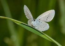 MOTÝLI MORAVSKÉHO KRASU