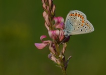 MOTÝLI MORAVSKÉHO KRASU