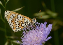 MOTÝLI MORAVSKÉHO KRASU