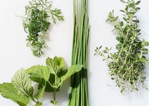 ZDRAVÍ ZE ZAHRÁDKY - PŘEDNÁŠKA