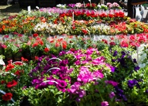 ZÁJEZD NA VÝSTAVU FLORA OLOMOUC