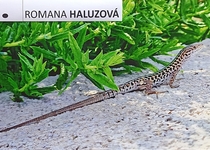 DOVOLENÁ 2024 - SOUTĚŽ PRO FOTOGRAFY AMATÉRY
