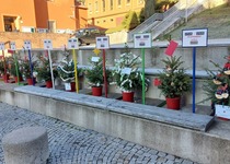 Slavnostní rozsvícení vánočního stromu v Adamově...