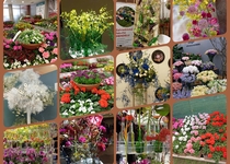 Zájezd na jarní etapu výstavy Flora Olomouc