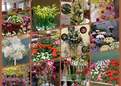 Zájezd na jarní etapu výstavy Flora Olomouc